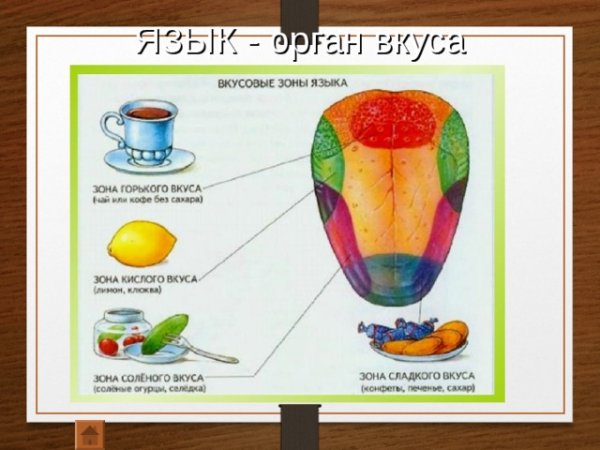 Вкусовые зоны языка биология 8 класс