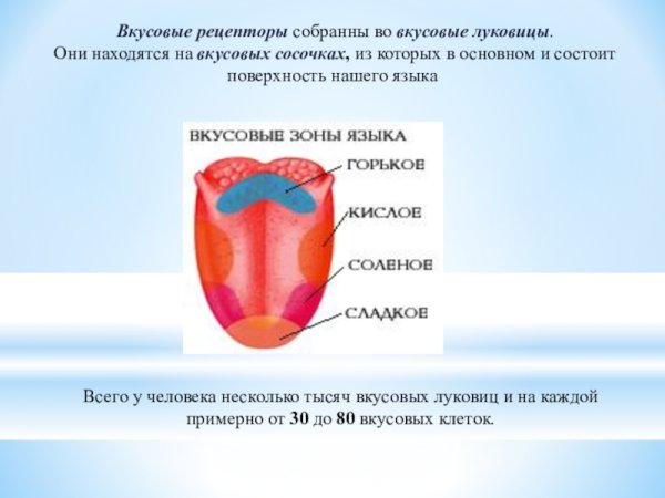 Рецепторы языка анатомия