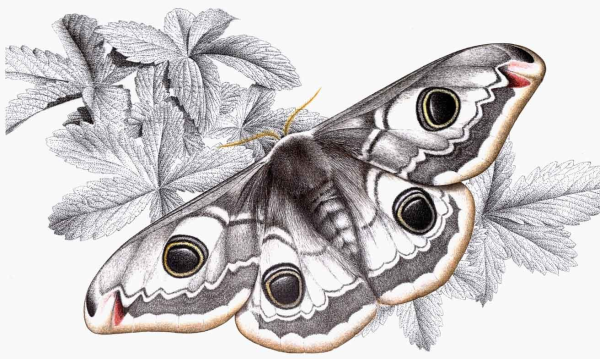 Нарисовать бабочку павлиний глаз