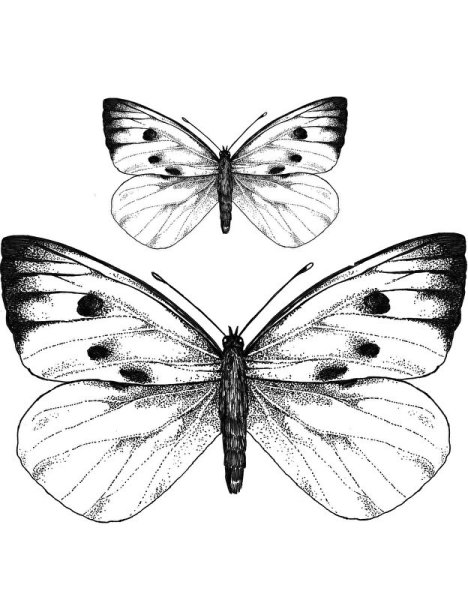 Бабочка карандашом