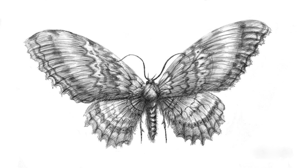 Зарисовки бабочек карандашом