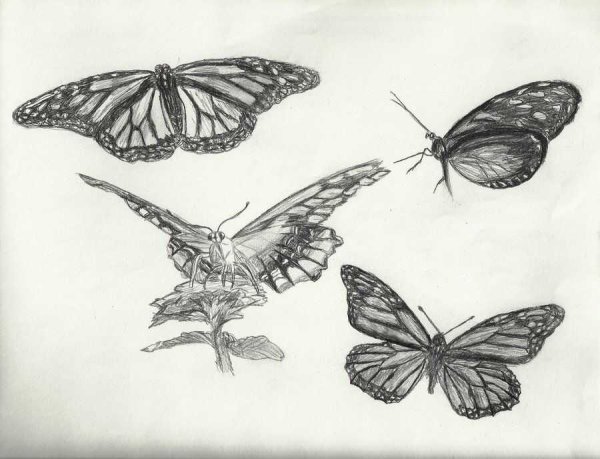 Бабочка скетч