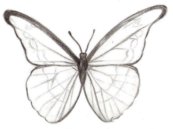 Бабочки для рисования карандашом