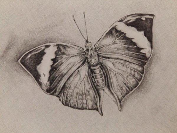 Бабочка карандашом