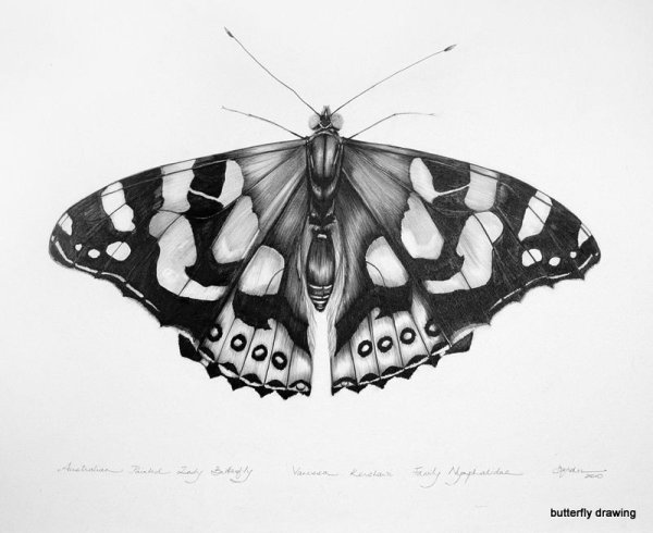 Бабочка скетч