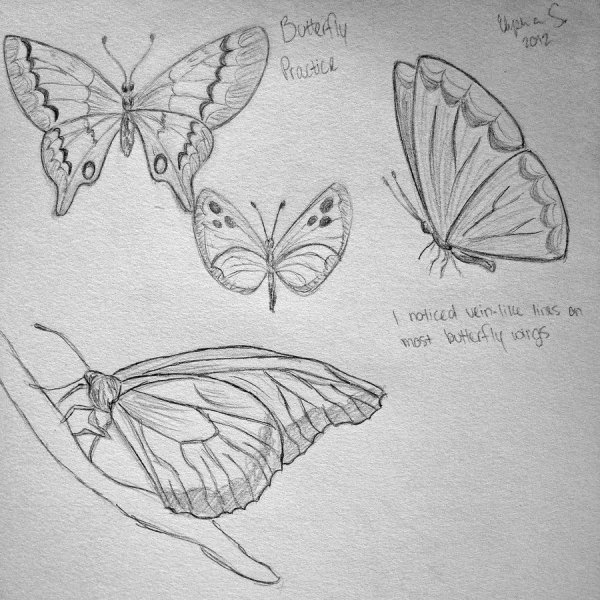 Бабочка скетч