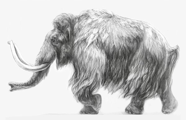 Рисование мамонта