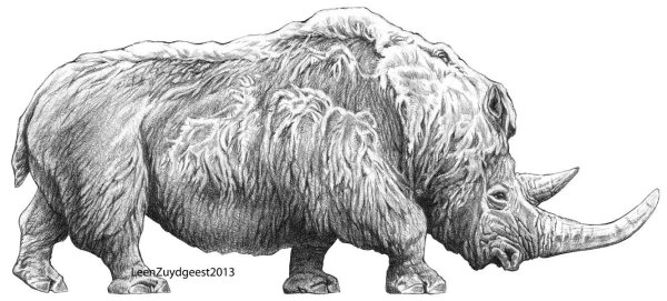 Белый шерстистый носорог