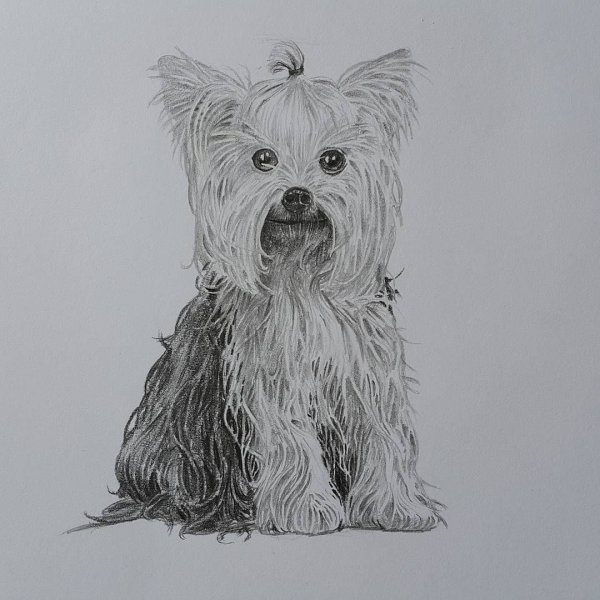 Йоркширский терьер