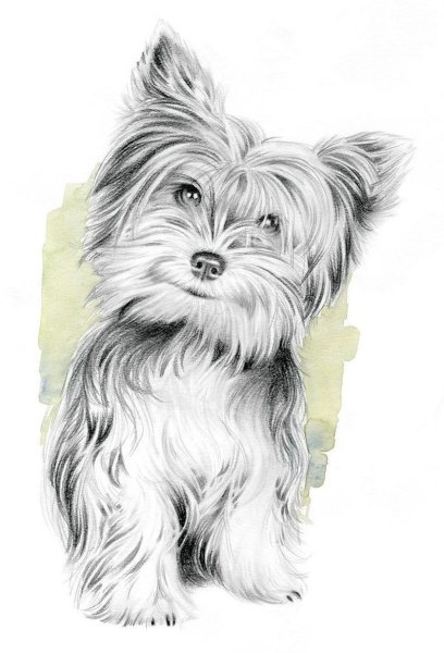 Скетч Йоркширский терьер