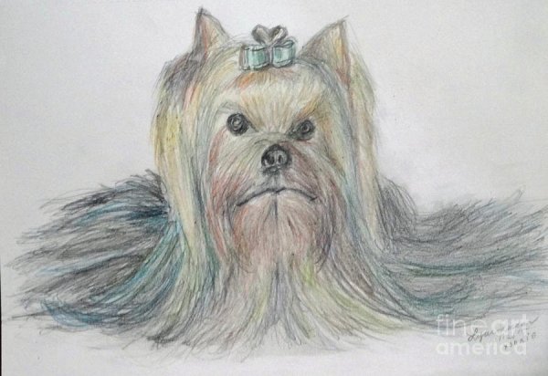 Йоркширский терьер карандашом