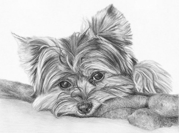 Разукрашка Йоркширский терьер