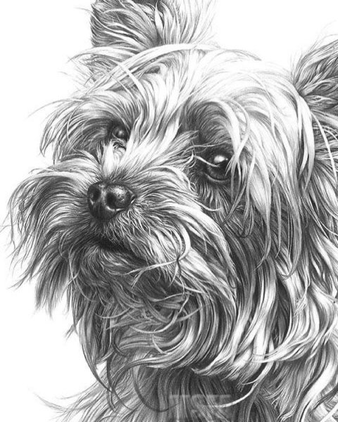 Раскраска Йоркширский терьер