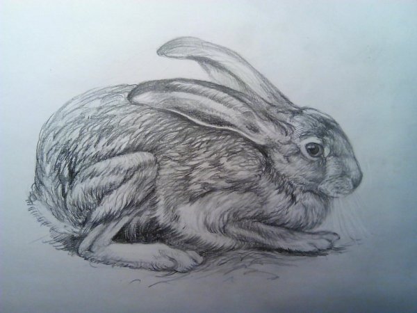 Кролик карандашом