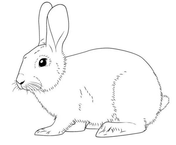 Кролик набросок