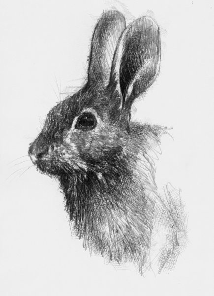 Кролик картинка карандашом