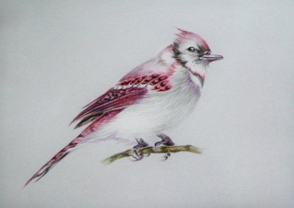 Картинки акварельными карандашами