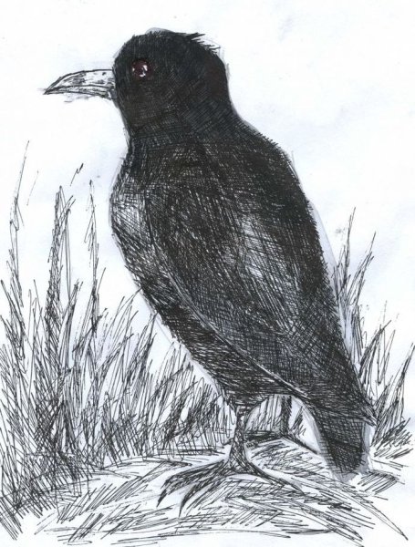 Рисование Грача