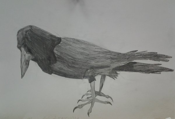 Грач набросок
