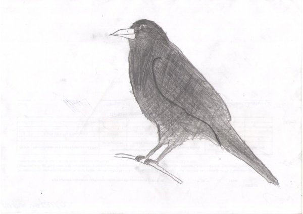 Рисование птицы Грач