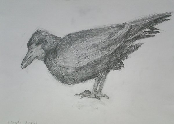 Зарисовка Грача