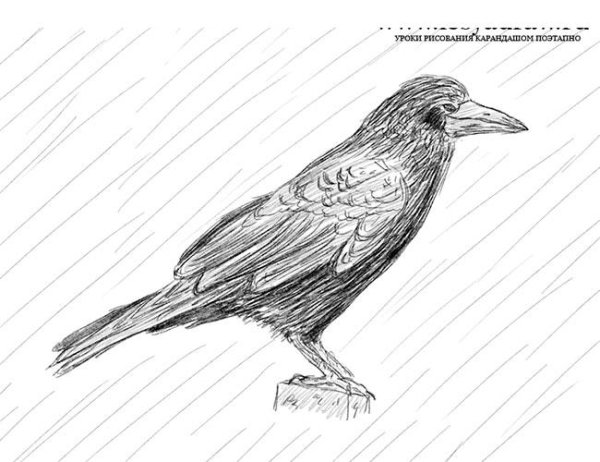 Рисование Грача