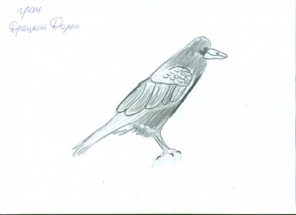 Рисунок Грача карандашом для детей