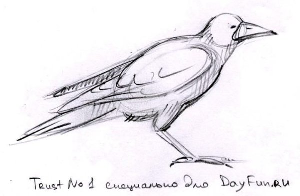 Как нарисовать Грача