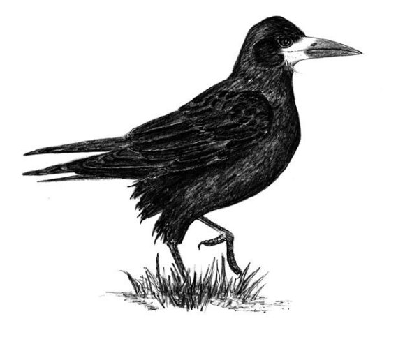 Грач для детей