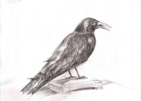 Чучело птицы рисунок