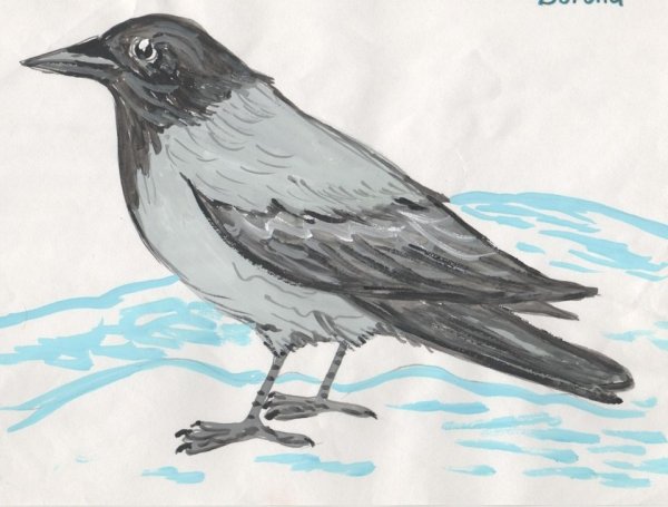Ворона рисунок карандашом