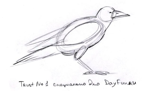 Пошаговое рисование Грача