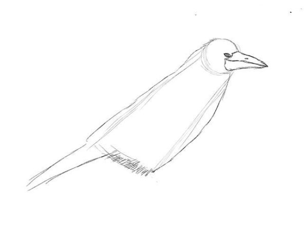 Схема рисования Грача в подготовительной группе