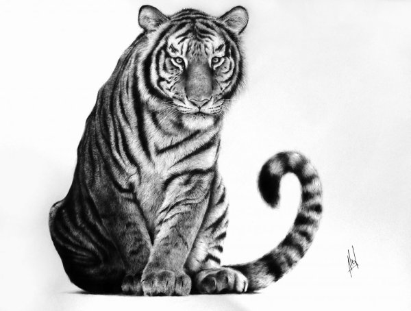 Картины карандашом