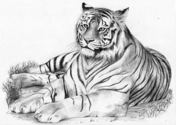 Рисунок тигра карандашом