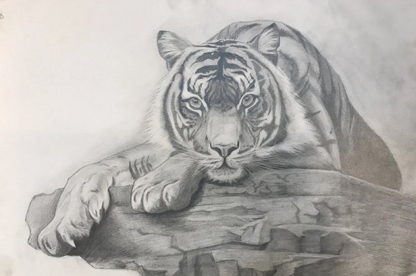 Тигр тату эскиз черно белый