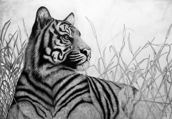 Рисунок тигра карандашом