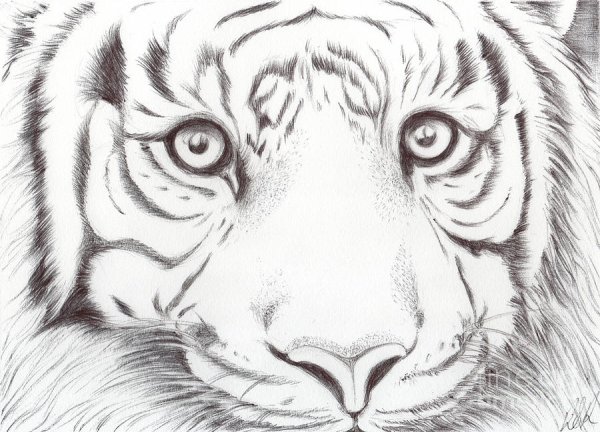 Тигр карандашом