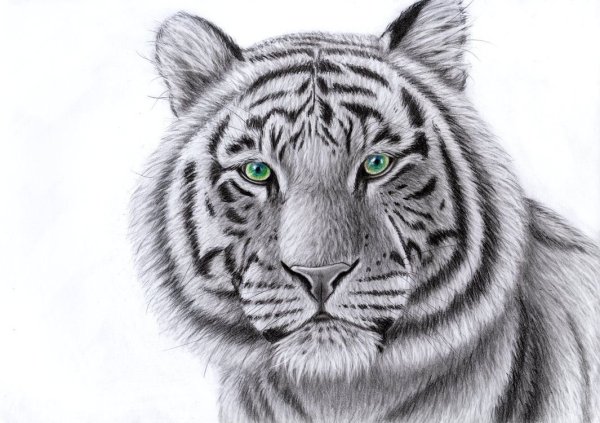Тигр рисунок карандашом для начинающих