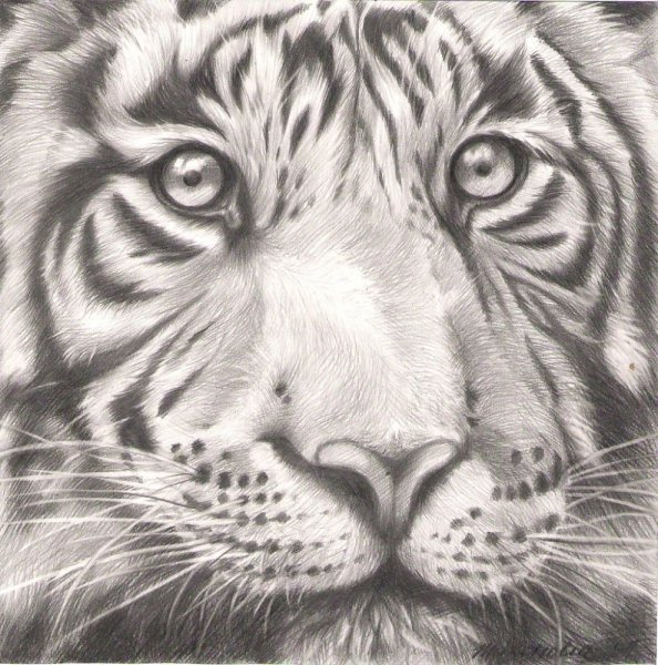 Красивые рисунки тигра