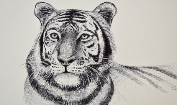 Набросок тигра