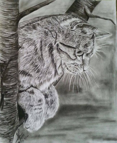 Кот Баюн раскраска