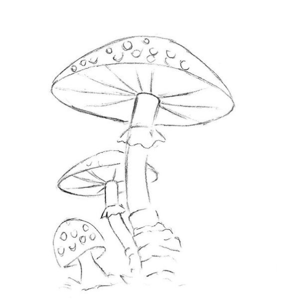 Бледная поганка гриб