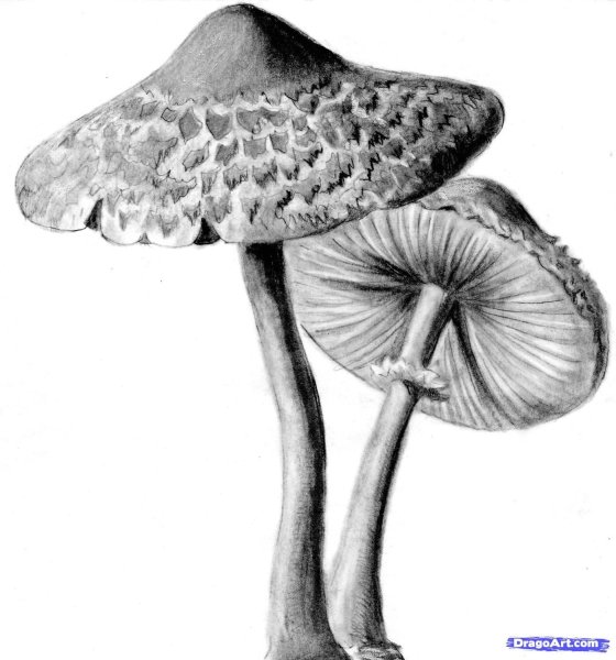 Бледная поганка гриб нарисовать