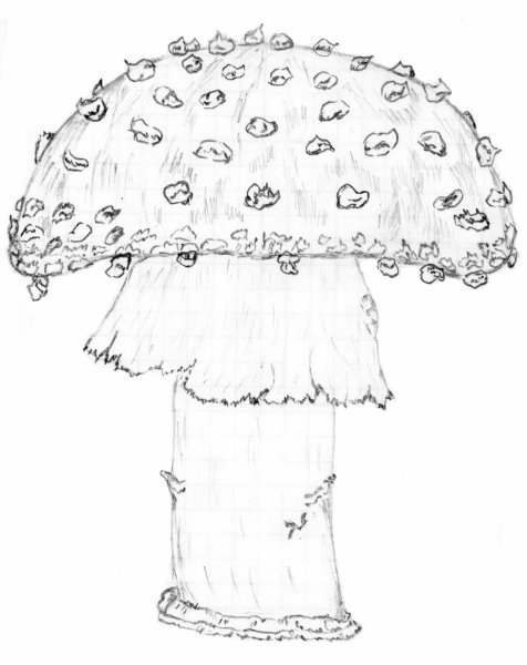 Бледная поганка гриб нарисовать