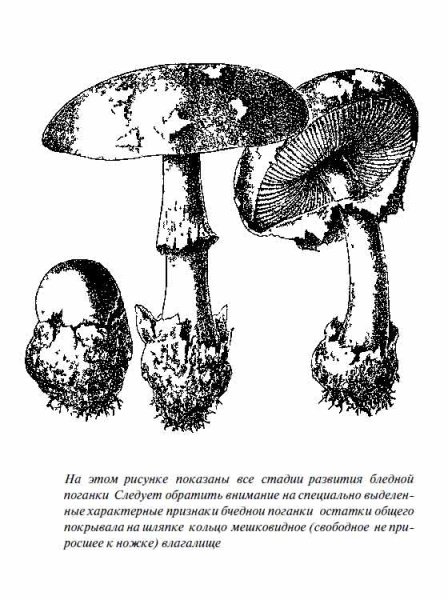 Бледная поганка для раскрашивания