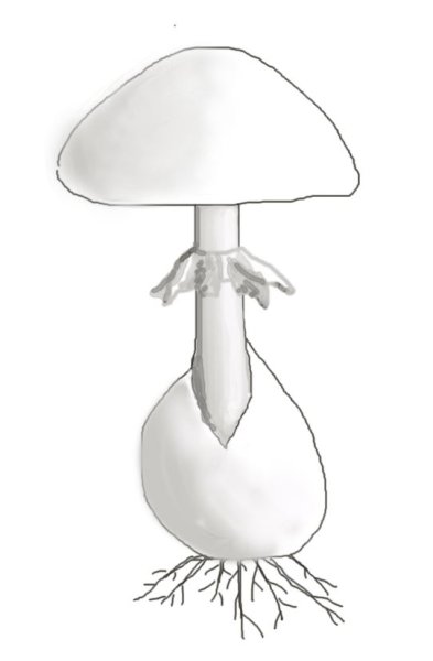 Поганка раскраска для детей