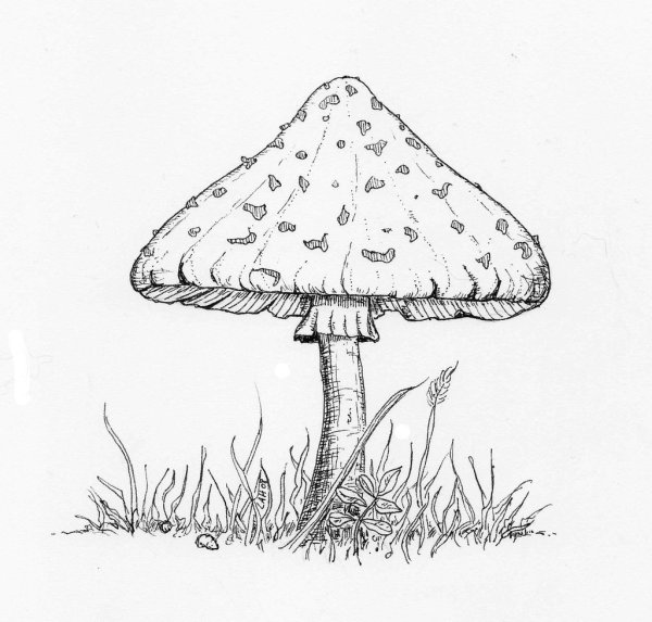Несъедобные грибы раскраска