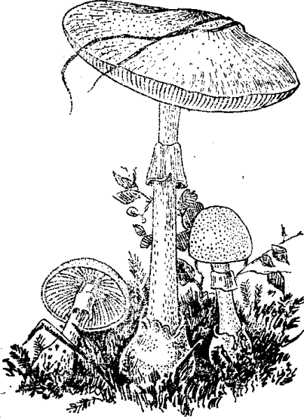 Нарисовать мухомор карандашом поэтапно для детей