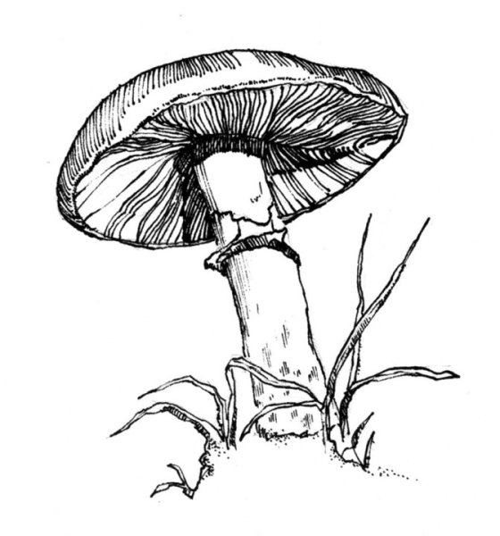 Рисунки грибов карандашом